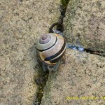 Schnecke 1